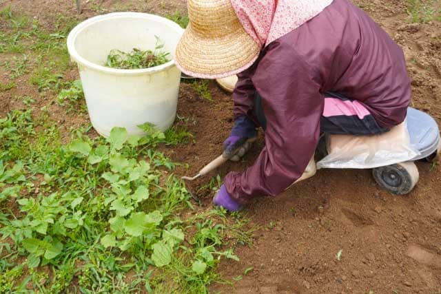 草むしり　道具　100均　ダイソー