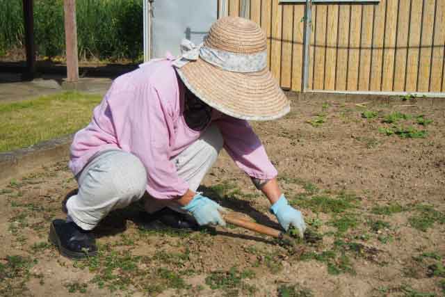 草むしり　道具　100均　ダイソー