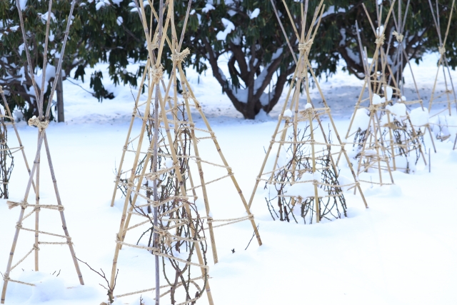 積もった雪と冬囲いされている木