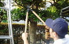 新潟のやさしい便利屋さん：草取り・枝切り・庭木のお手入れ